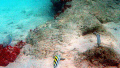This photo is of a sargeant major fish (the one with the stripes on his back) and two blue parrotfish (of the family Scaridae). Thed blue colour indicates that theyare male but from here it cannot be determined whether or not they are supermales.