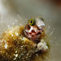 A very curious blenny. Canon XSi with EF-100mm USM macro lens in Ikelite housing, dual DS-125 strobes.