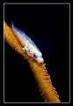 A little fish on the sea whip.......................