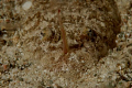 night dive shot when it was feeding. Was too fast move with the toung and I was lucky.