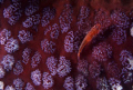 A goby fish on the sea stars