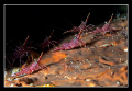Dancing shrimp............