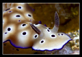 Nudibrance portrait...........