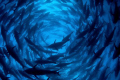1000 Blue Fin Tuna.....