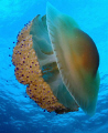 Fried Egg Jellyfish - Details as previous photo