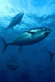 Blue Fin Tuna