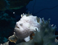 I never realized until now how difficult it is to photograph a white fish. First round produced 