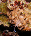 Facelinidae 
Phyllodesmium longicirrum
also known as a Solar-Powered Nudi
Taken at about 50 feet on our last dive-Wakatobi - house reef