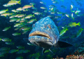 Potato Grouper accompanying a shoal of snappers and goatfish.