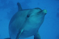 Dolphin's smiling face. Snorkeling on Shaab el Erg reef near Hurghada.