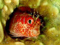 Fringed blenny