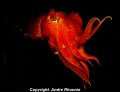 cuttle fish