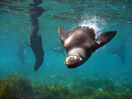 Diving with California Sea Lions on a shore dive.  Isla Guadalupe, Mexico