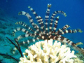 Feather Star
