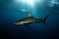 This black tip was taken at Umkomass (Aliwal Shoal)
Canon 400d with one ikelike 125 sub strobe 10-22mm lens