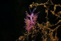 flabelline