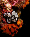 Pseudobiceros gratus 
night dive off Hoga Island, Wakatobi