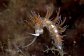 North Cyprus dive site is zeyphros
Nikon d50 nikkor 60mm 
YS 110 main YS 30 II slave strobe