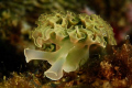 Lettuce Leaf Portrait