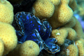 Giant blue shell
