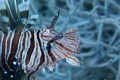 Lion fish