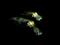 Squid / 
Olympus 7070 / Patima Housing With YS-110 x 2EA