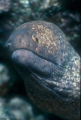 Eel, Nikonos RS, 50 mm macro and 2x converter, Ikelite substrobe 400 on Kodachrome 64