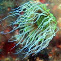 anemoni