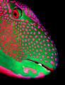 Parrotfish portrait, taken at night in the Maldives