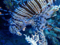 lion fish