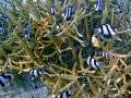 coral