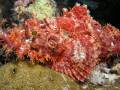 Beautifull but deadly stonefish waiting in camo to ambush it's prey. came upon this fish at 65ft on a wall in Ulong Chanell in Palau,Micronesia.