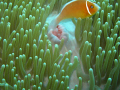 Beautifull Anemone and host fish. What a great place Palau is and I can't wait to return.