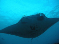 We were underwater at about 45ft. at a cleaning station waiting for what seemed forever. Then after 40 minutes out of the blue comes this huge Manta flying gracefully overhead. This was the first Manta we had ever seen and Wow! what a beauty.