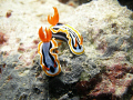 2 beautifull Nudibranchs in Yap Micronesia.Some of the Nudibranchs were more colorfull than the fish.Always the best subjects for posing for pictures.