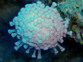 coral