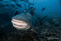Fish are friends!!!  This heavily pregnant female bull shark is having a final feed before heading up the river to give birth. Shot in Beqa Passage, Fiji on 18 November 09.  Nikon D90 twin Z240 strobes with Nikon 10-24 lens.