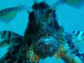 Lion Fish