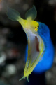 A blue ribbon eel at Coral Gardens in Tulamben, Bali.