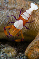 emperor shrimp over cucumber