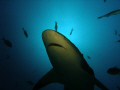 A bullshark swiming by...