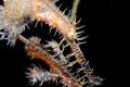 Ornate Ghost Pipefish