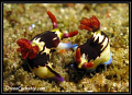 Off the coast of Inhambane these two nudibranchs seems to to be enjoying the tropical waters immensely :-)
I loved their spectacular colours.