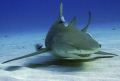 Lemon shark with few friends face