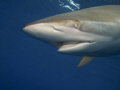 Silky shark coming from above