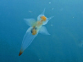 Clione limacina, a pteropod or sea butterfly, photographed in Hornsund, Spitsbergen.  There was a bizzard of zooplankton in the water that day - you can just make out some calanoid copepods in the water around the pteropod.