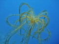 A large crinoid, Promachocrinus kerguelensis; fairly common around the Antarctic Peninsula.  This individual is about 80cm (32in) across, swimming with a beautiful coordinated motion of its arms.