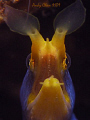 Blue Ribbon Eel - Tulamben.
Canon G 9 + Nikonos SB 105 + DIY Inon ucl 165 macro lens and adapter.
