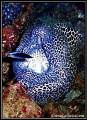 Honeycomb Eel with his trusty cleaner wrasse