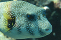 Puffer portrait, shallow water snorkeling/apnea skindiving